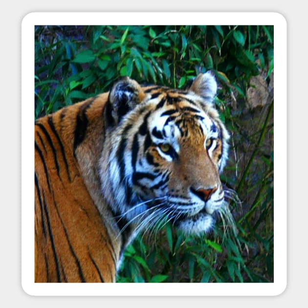Tiger Sticker by ArtistsQuest